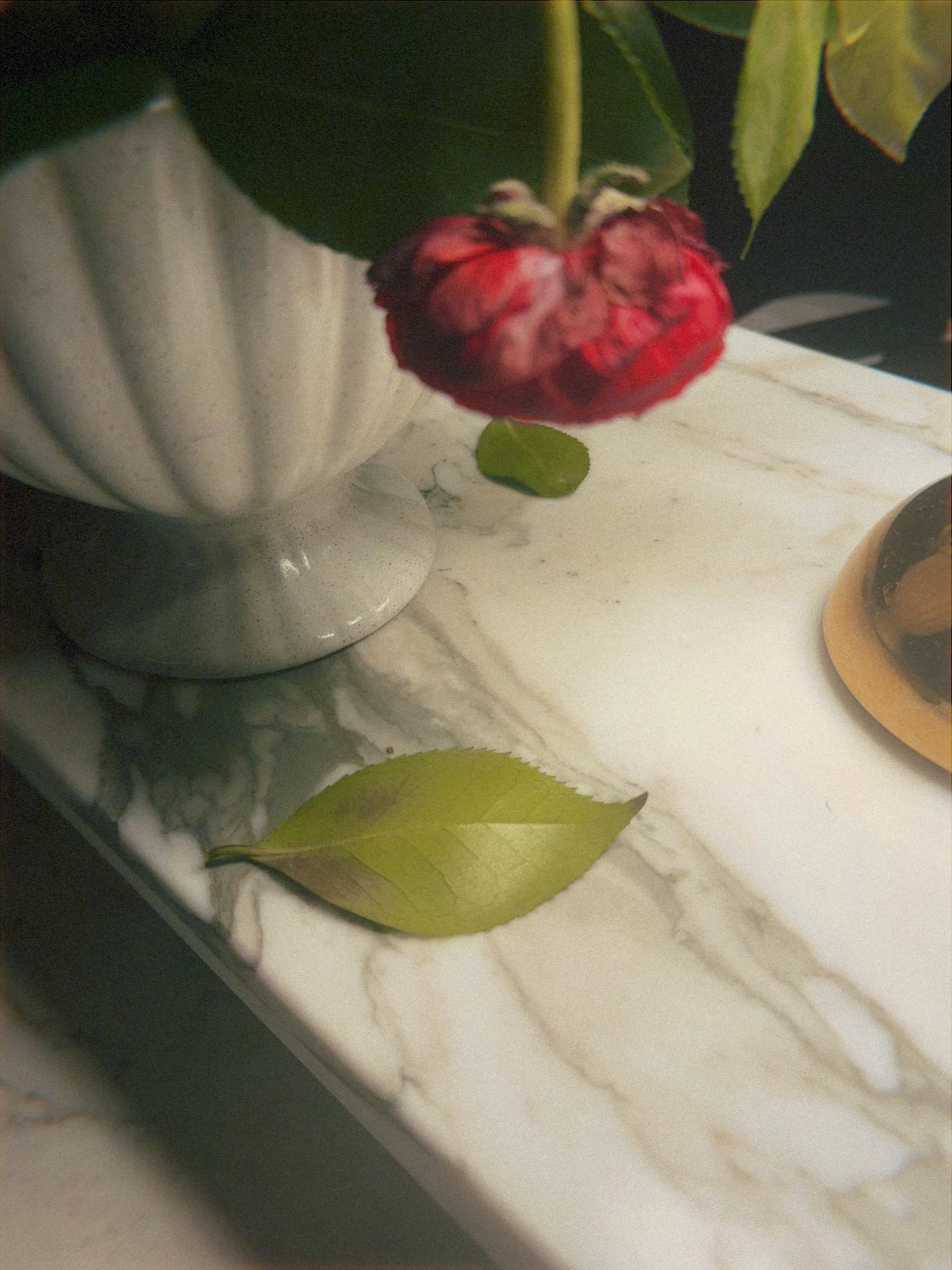 A single red flower on a sunlit marble table